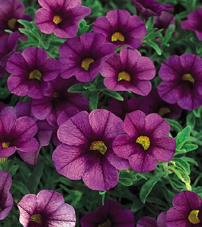 Million Bells Superbells® Plum